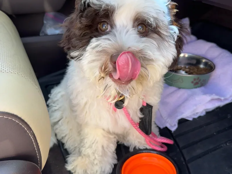 Heritage Manor Labradoodles (HML)