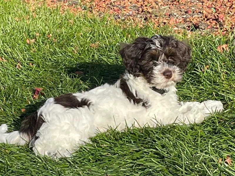 Heritage Manor Labradoodles photo 1