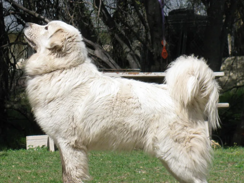 Heritage Mountain Ranch