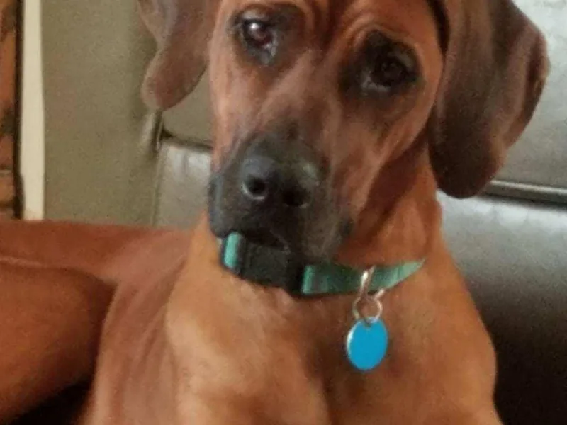 Heritage Rhodesian Ridgebacks