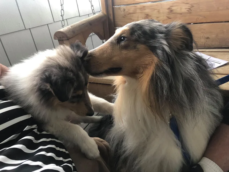 Heritage Salt Lake Kennels
