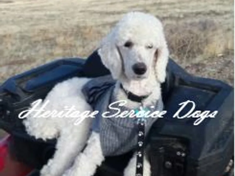 Heritage Service Dogs