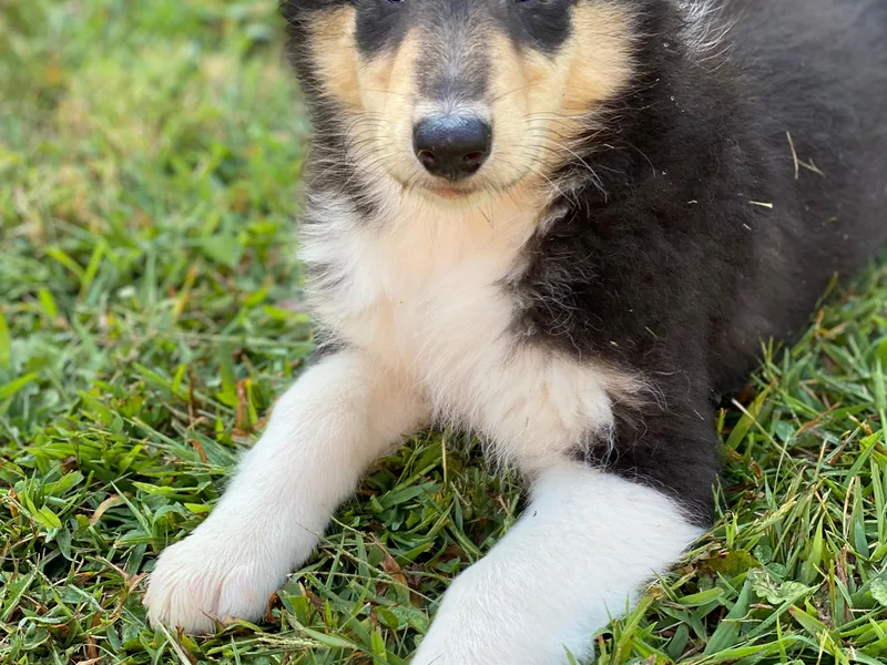 Heritage Valley Collies