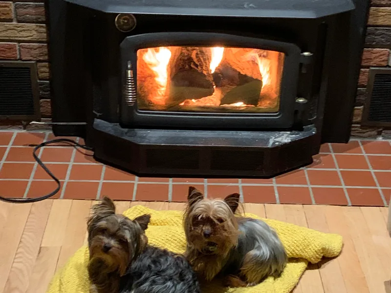 Heritage Yorkies
