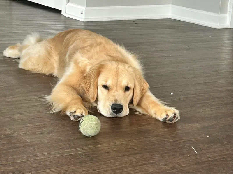 Hermosa Havanese and Golden Retrievers