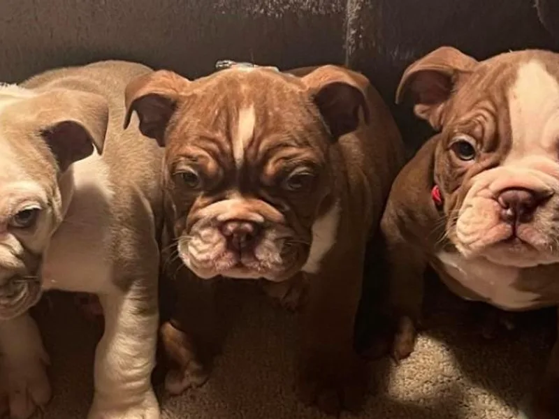 Hero Bulldogs