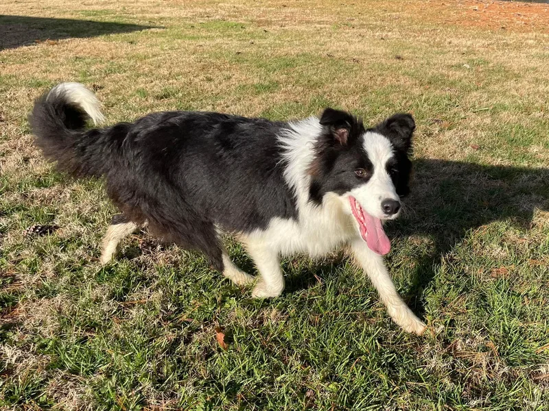 Heronwood Border Collies