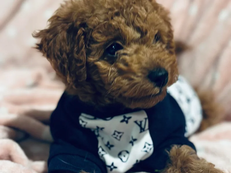 Herringbone ‘s Poodles