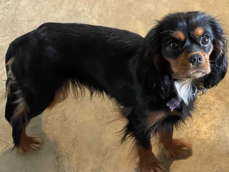 Herrmann’s Royal Court of Cavalier King Charles Spaniel