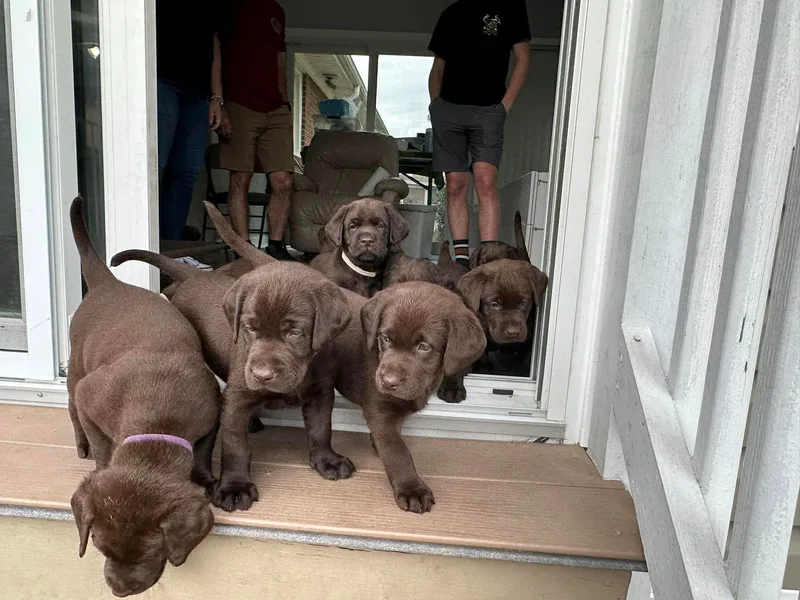 Hershey’s Chocolate Retrievers