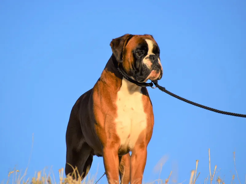Hert's Big Sky Boxers