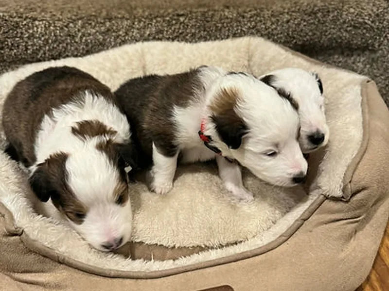 Heslip Family Puppies