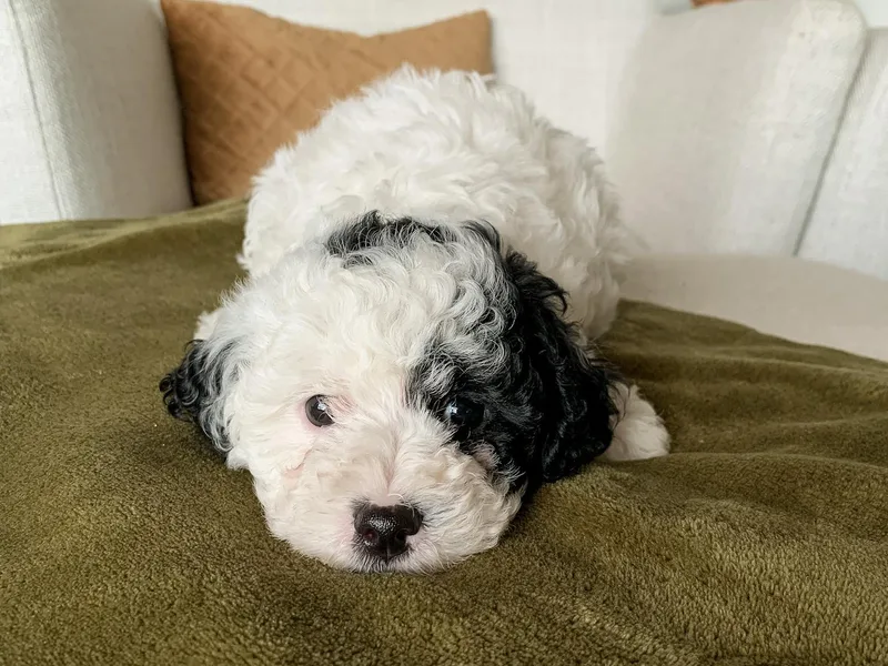 Hess Cavapoos photo 1