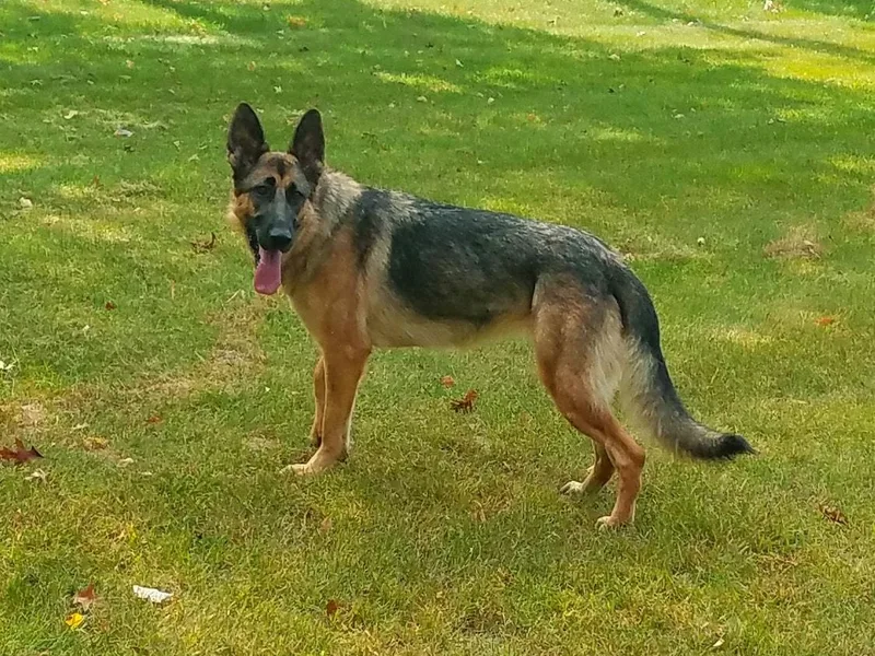 Hesse German Shepherds LLC