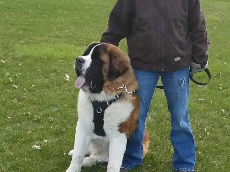 Hetha Scott's Saint Bernards