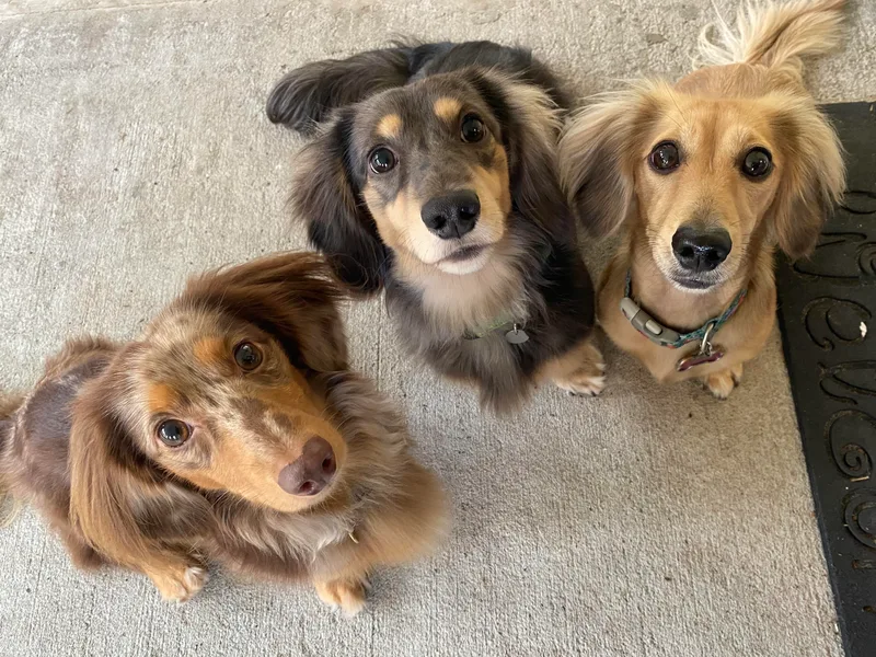 Hetu's Dachshunds