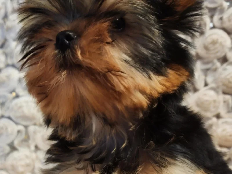 Hetzel’s Enchanted Yorkies (Michigan)