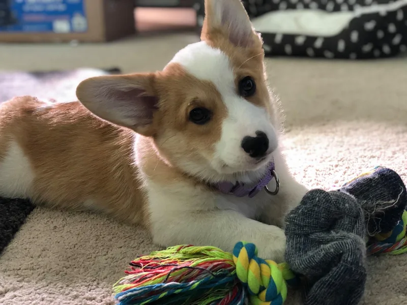 Heulyn Corgis photo 1