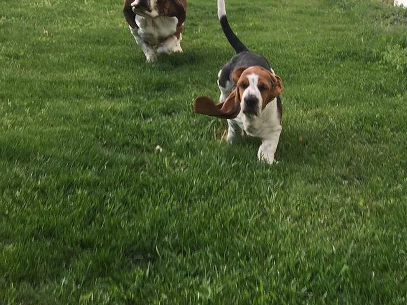 Hexie Hollow Basset Hounds