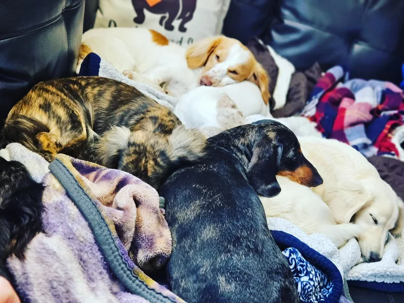 Heyd's Mini Dachshunds