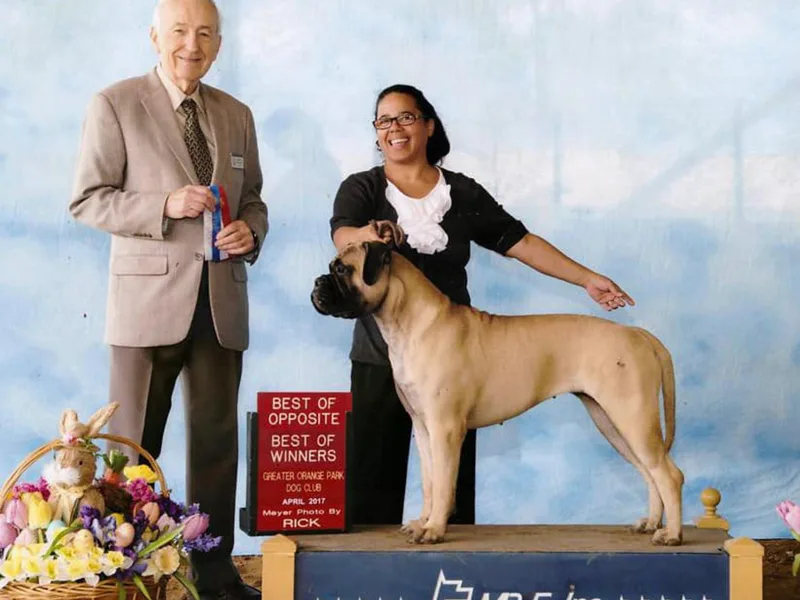 HFA BULLMASTIFFS