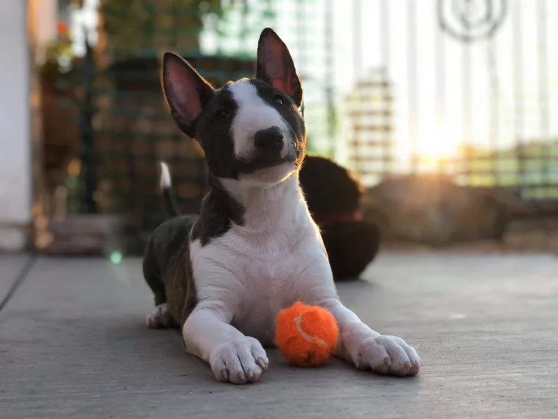 HGKennels photo 1