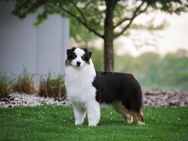 HHK (Hot House Kennel)
