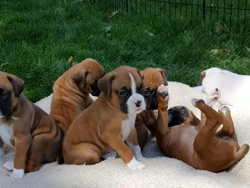 Hi Desert Boxers