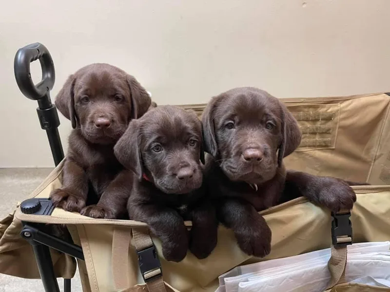 Hi’ilani Kennels