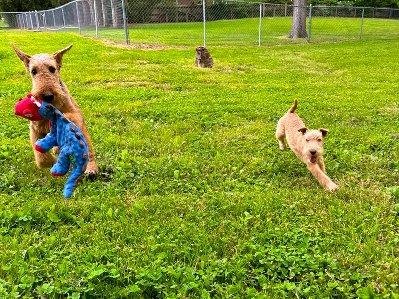 Hi-Kel Terrydale Lakeland Terriers and Terrydale HK Airedales &amp; Norfolk Terriers