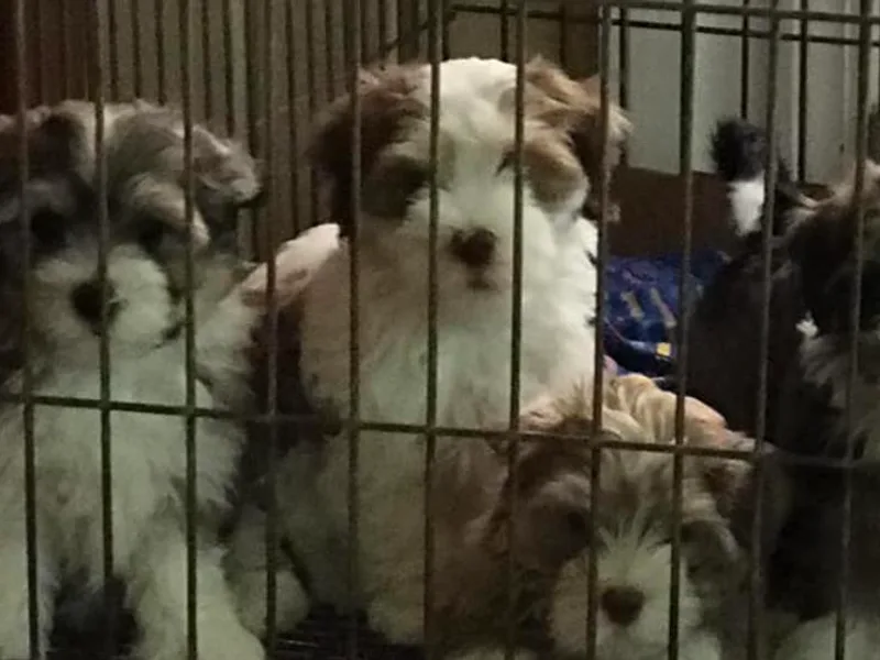 Hi Ti Havanese