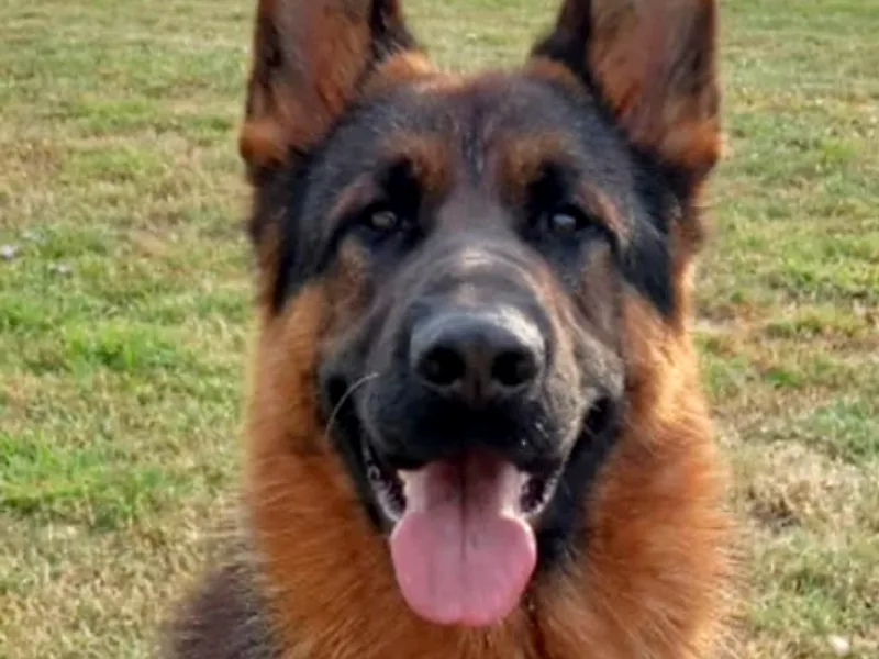 Hiams Hounds photo 1