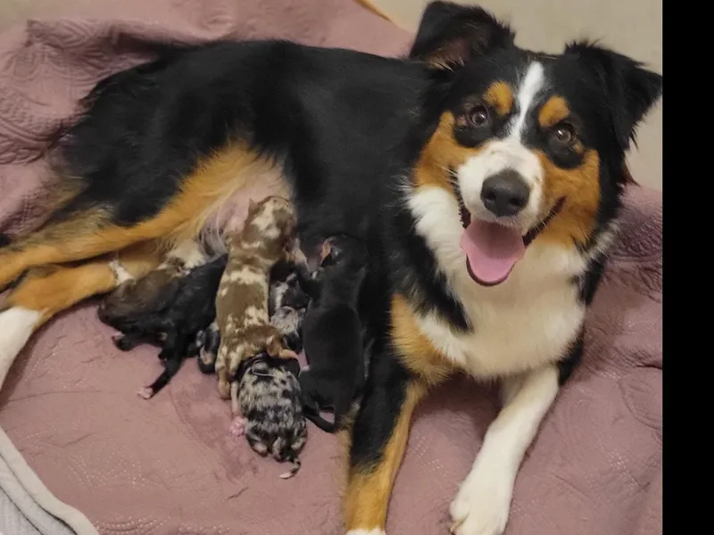 Hiawassee Aussies