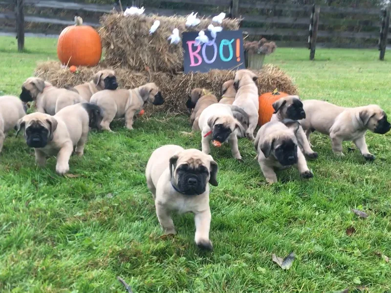 Hickory Creek Mastiffs