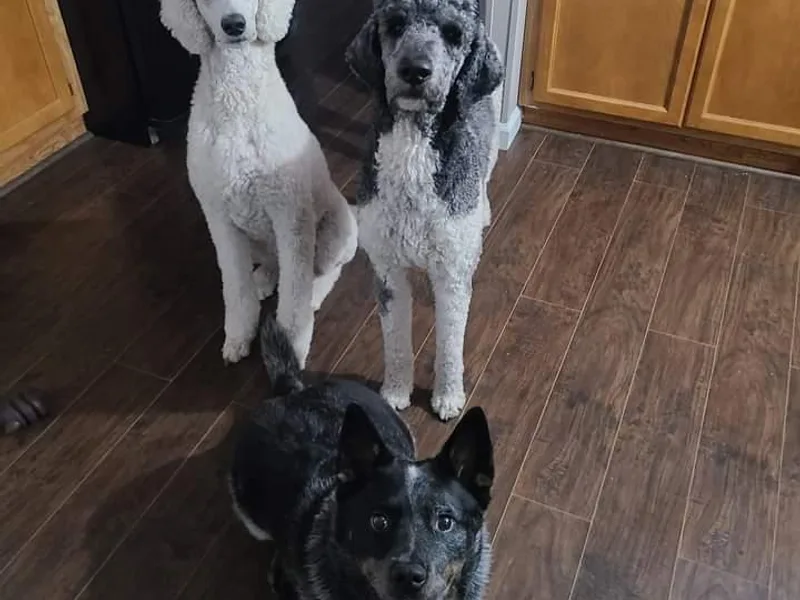 Hickory Hills Poodles