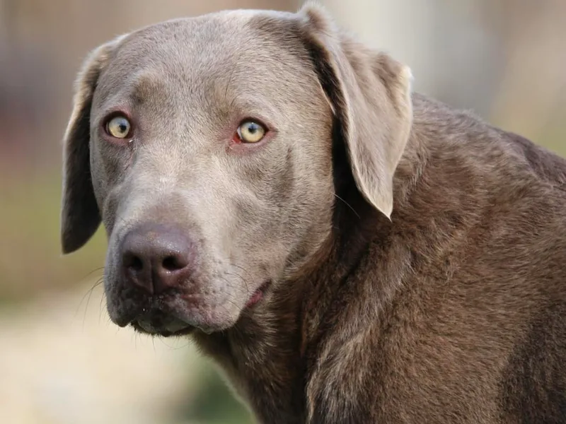 Hickory Hills Silver Labs