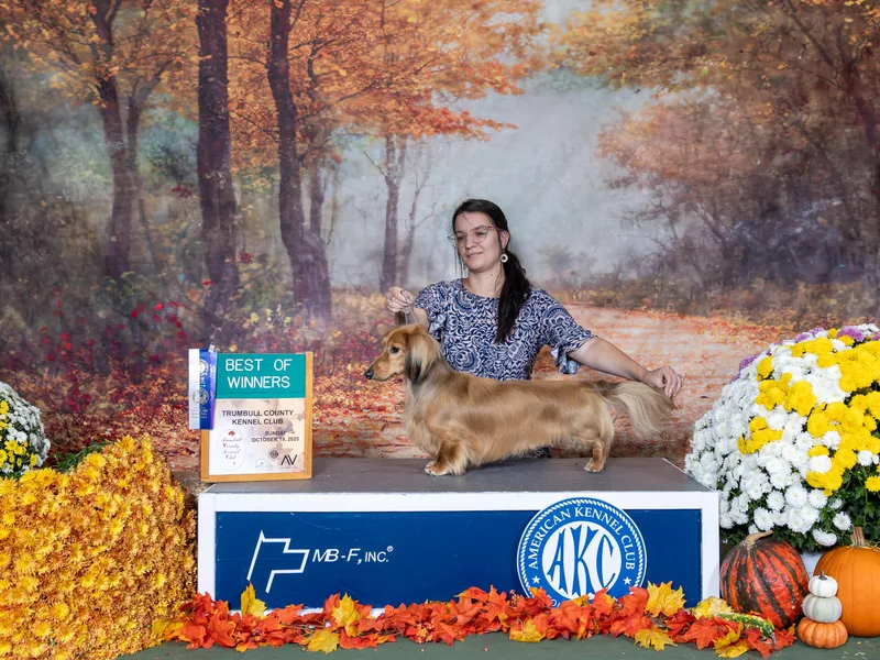 Hickory Hollow Dachshunds