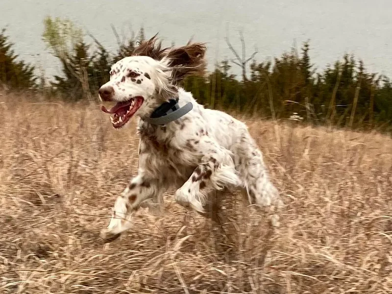 Hickory Hollow Llewellin Setters, LLC