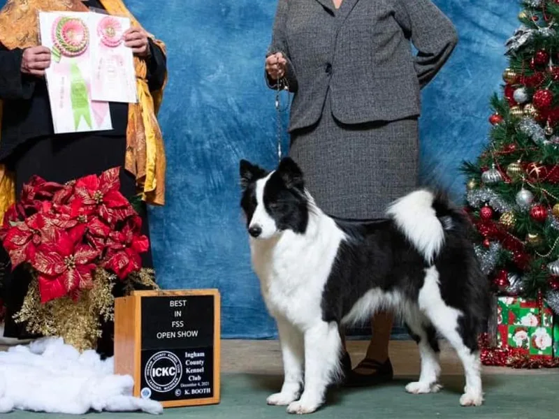 Hickory Meadows Yakutian Laika