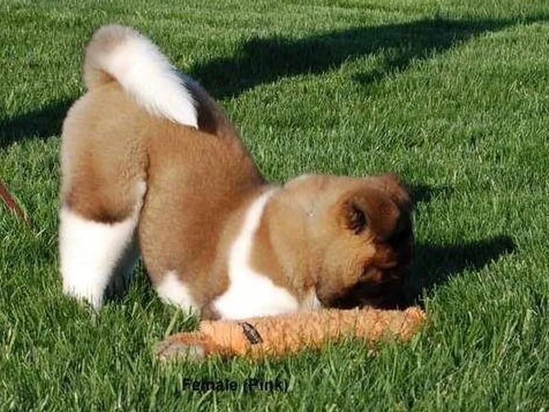 Hickory Ridge Akitas