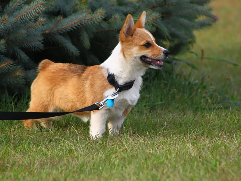 Hickory Springs Corgis