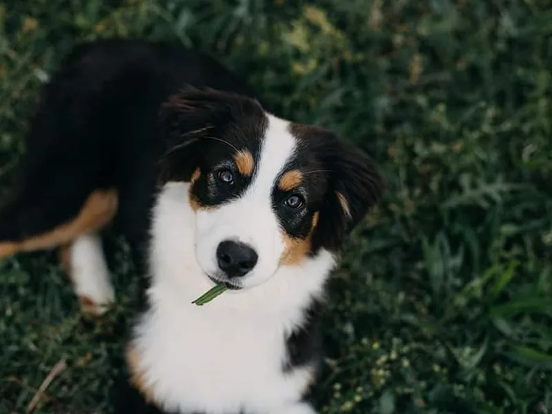 Hickory Woods Aussies