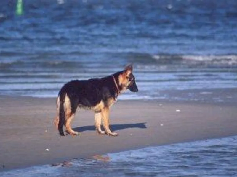 Hickoryhill German Shepherds
