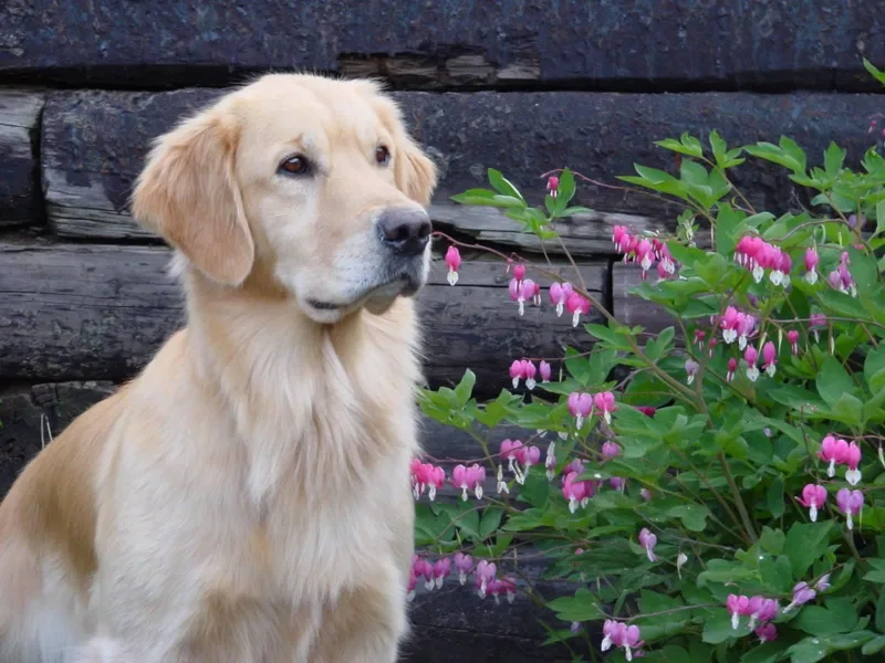 HiCountry Goldens