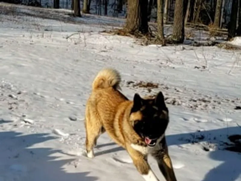 HIDDEN ACRES AKITAS