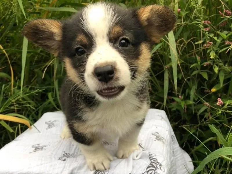 Hidden Acres Farm Corgis