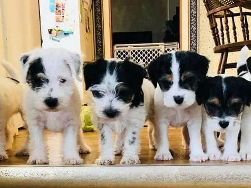 Hidden Acres Working Jack Russell Terriers