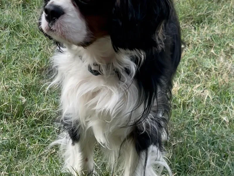 Hidden Creek Cavaliers