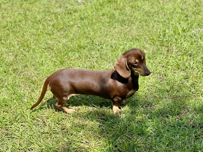 Hidden Creek Dachshunds