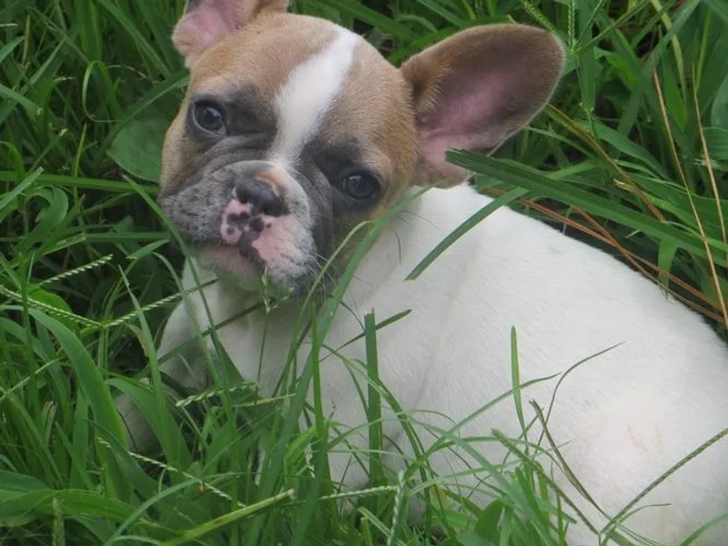 Hidden Creek French Bulldogs